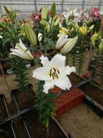 [4418 PO18 OT 6020-153 No01.JPG]